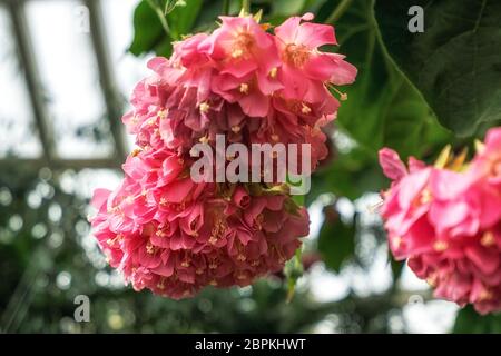 dombeya wallichii Blüte im National Institute of Ecology in Südkorea aufgenommen Stockfoto