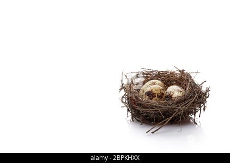 Wachteleier in ein echtes Nest auf weißem Hintergrund mit kopieren. Stockfoto