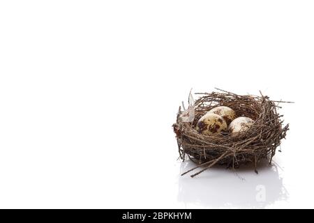 Wachteleier in ein echtes Nest auf weißem Hintergrund mit kopieren. Stockfoto