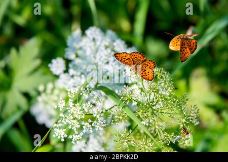 Schönes helles Schmetterling Boloria selene sitzt auf einem weißen Feld, Blume Queen Anne's Lace. Stockfoto