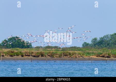 Herde von rosa Flamingos von "Delta del Po" Lagune, Italien. Natur-panorama Stockfoto