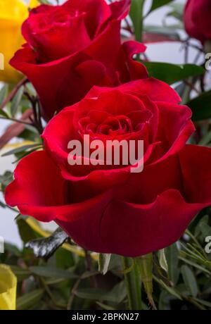 Blumenstrauß aus roten Rosen blühen Dunkel Stockfoto