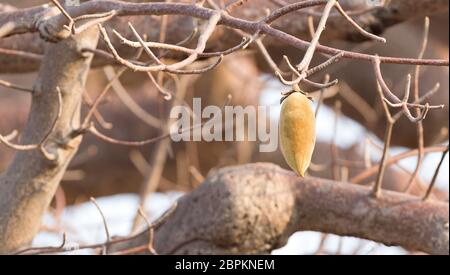 Baobab Früchte hängen in einem Baum in Botsuana Stockfoto