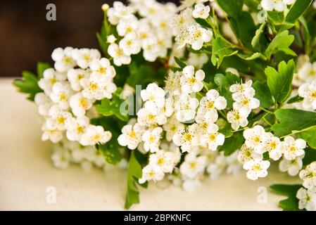 Weißdorn blüht auf Holz Stockfoto