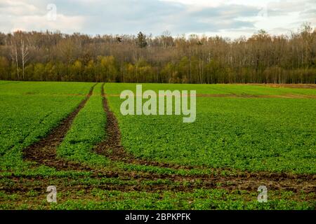 Dirt Road Pfad im Feld Landschaft im Frühjahr. Traktor Reifen Spuren auf dem Feld in Lettland. Sommer Landschaft mit grünen Getreidefelder und Wiese pa Stockfoto