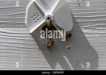 Nahaufnahme der Honigbienen (APIs mellifera), die in den Bienenstock eintreten Stockfoto