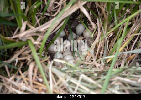 Fasanenart (Phasianus colchicus) mit Eiern, die in einem Busch versteckt sind Stockfoto