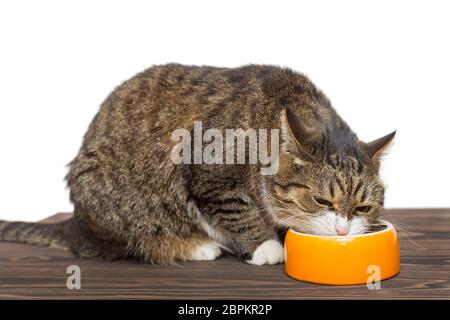 Graue Katze isst Nahrung aus einer Orangenschale Stockfoto