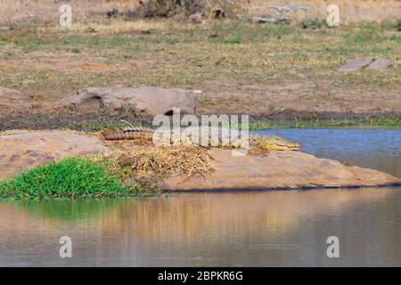 Krokodil in der Nähe von Kruger National Park, Südafrika. Safari und Tierwelt. Stockfoto