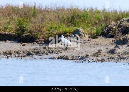 Nahaufnahme von ein Seidenreiher von "Delta del Po" Lagune. Italien, Natur, Vogelbeobachtung Stockfoto