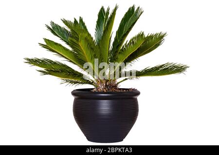 Palm Hintergrund. Nahaufnahme einer Palme in einem dekorativen schwarzen Keramiktopf auf weißem Hintergrund isoliert. Stockfoto