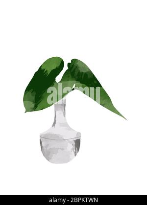 Tropischer Dschungel Monstera Blätter in der Flasche oder Vase isoliert auf weißem Hintergrund. Florale botanische ClipArt für Design oder Druck - Illustration Wasser Stockfoto