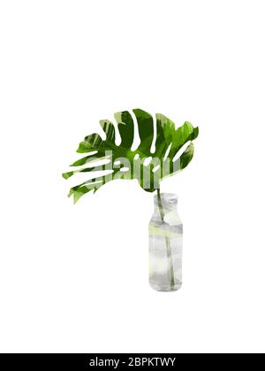 Tropischer Dschungel Monstera Blätter in der Flasche oder Vase isoliert auf weißem Hintergrund. Florale botanische ClipArt für Design oder Druck - Illustration Wasser Stockfoto