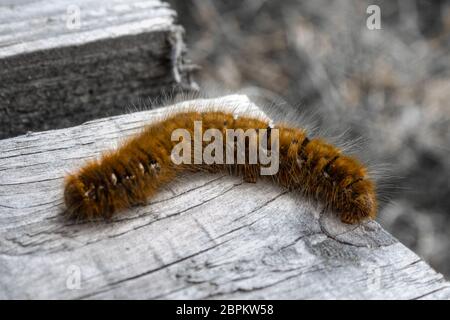 Eine Raupe auf einem Holzweg Stockfoto