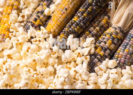 Bündel von organischen getrockneten bunten Maiskolben bereit Popcorn zu Pop oder Splitt mit bereits knallte Popcorn Stockfoto