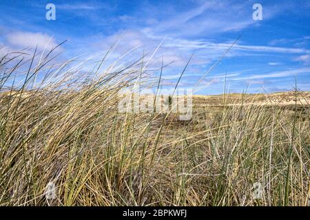 Dünengras auf der Nordseeinsel Amrum Stockfoto