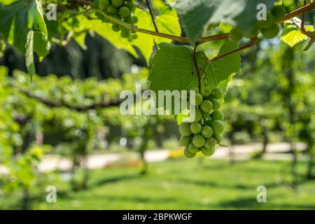 Grüne biologisch angebauten Trauben hängen von der Weinstock mit den alten Baumstämme im Sommer Stockfoto