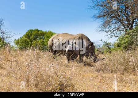 Breitmaulnashorn-Frau mit Welpen, von Hluhluwe-Imfolozi-Park, Südafrika. Afrikanische Tierwelt. Ceratotherium simum Stockfoto