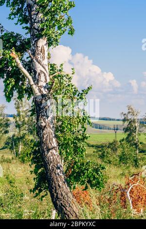 Einsame Birke mit gebrochenen Stamm und Äste auf der Wiese mit Blumen. Stockfoto