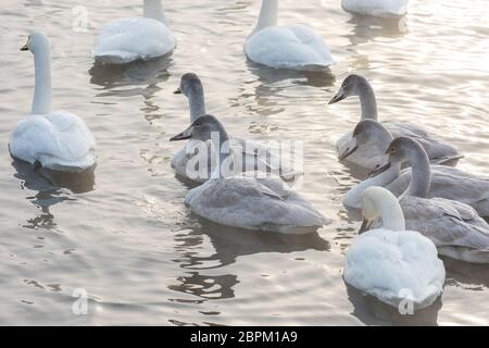 Gruppe der Schönen weißen Keuchhusten Schwäne schwimmen im nonfreezing Winter Lake. Alter Vögel mit Ihren jungen Brut, Familienkonzept Stockfoto