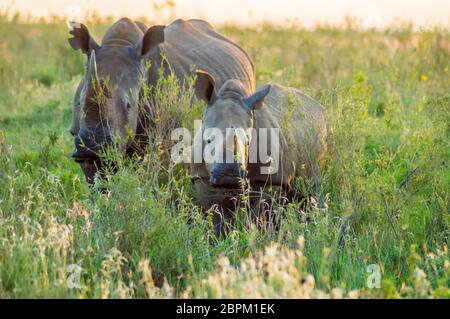 Weibliche weiße Nashorn und ihr Junges in der Savanne von Nairobi Park im Zentrum von Kenia Stockfoto