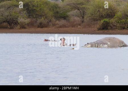 Tote Hippo im Krüger-Nationalpark Wasserloch.  Safari und Tierwelt, Südafrika. Afrikanische Tiere Stockfoto