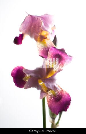 Schöne lila Iris Blume auf dem weißen Hintergrund mit gelb und rosa Stockfoto