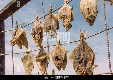 Plattfisch, hängen an Seilen zum Trocknen, eine ausgezeichnete Meeresfrüchte, Liseleje, Dänemark, Juli 30, 2018 Stockfoto