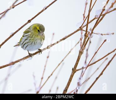 Weibliche eurasian siskin Vogel saß auf dem Ast eines verschneiten Baum Stockfoto