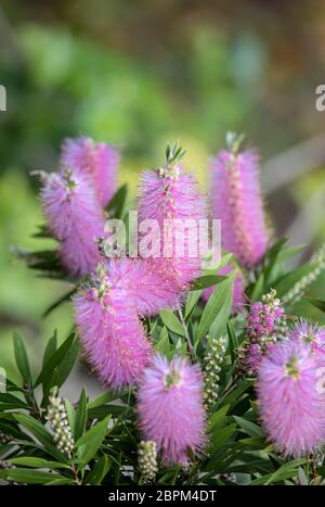 Rosa Blüten von Echium nervosum Eine gute Pflanze Bienen und Schmetterlinge in den Garten zu locken. Stockfoto