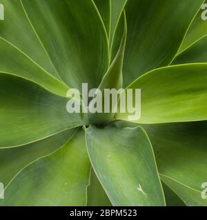 Die Blätter einer Drachenbaum Agave Stockfoto