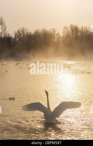 Wunderschöner weißer Schwan, der bei Sonnenuntergang im nicht-eisigen Wintersee schwimmend ist. Die Stelle der Überwinterung der Schwäne, Altai, Sibirien, Russland. Stockfoto