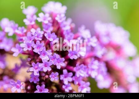 Close-up Lila Blumen und Wasser, die herrliche Natur von Verbena Bonariensis oder Purpletop vervain Blumen Stockfoto