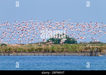 Herde von rosa Flamingos von "Delta del Po" Lagune, Italien. Natur-panorama Stockfoto