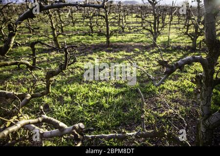 Bereich der Weinberge, Wein, Detail aus ökologischem Anbau, Wein und Trauben zu machen Stockfoto