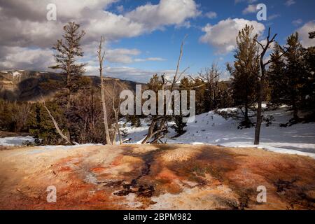 WY04427-00...WYOMING - farbenfrohe heiße Quelle neben der White Elephant Back Terrace in Mammoth Hot Springs im Yellowstone Nationalpark. Stockfoto