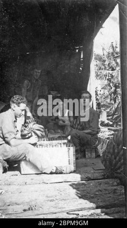 PINBARREN, AUSTRALIEN, UM 1931: Unbekannte Männer verarbeiten Bananenbünde bei der Bonney Brothers Banana Plantation in Pinbarren, Noosa Shire, Sunshine Coast in Queensland, Australien. Stockfoto