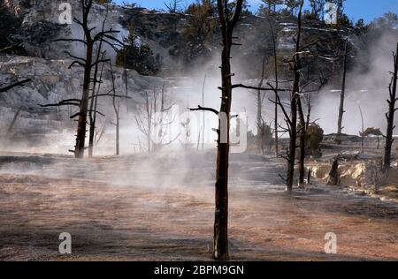 WY04428-00...WYOMING - dampfende heiße Quellen auf Angel Terrace in Mammoth Hot Springs im Yellowstone Nationalpark. Stockfoto