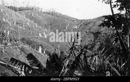 PINBARREN, AUSTRALIEN, UM 1931: Bei der Bonney Brothers Banana Plantation in Pinbarren, Noosa Shire, Sunshine Coast in Queensland, Australien, wurden die Hügelhänge für den Bananenanbau gerodet. Stockfoto