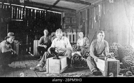 PINBARREN, AUSTRALIEN, UM 1931: Unbekannte Männer packen Bananenpakete bei der Bonney Brothers Banana Plantation in Pinbarren, Noosa Shire, Sunshine Coast in Queensland, Australien. Stockfoto