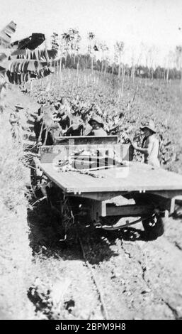 PINBARREN, AUSTRALIEN, UM 1931: Unbekannte Männer stapeln Bananenstauden auf einem von Ochsen gezogenen Anhänger auf der Bonney Brothers Banana Plantation in Pinbarren, Noosa Shire, Sunshine Coast in Queensland, Australien. Stockfoto