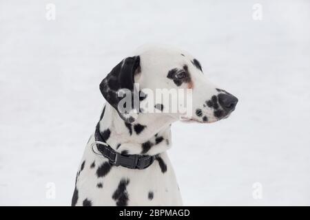 Porträt von niedlichen dalmatinischen Welpen aus nächster Nähe. Haustiere. Reinrassigen Hund. Stockfoto