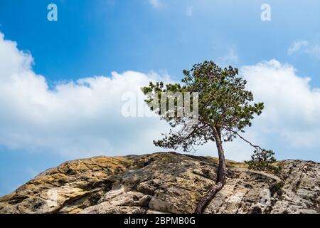 Landschaft mit Bäumen im Bereich Harz, Deutschland. Stockfoto