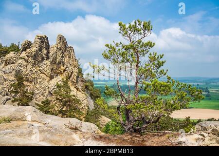 Landschaft mit Bäumen im Bereich Harz, Deutschland. Stockfoto