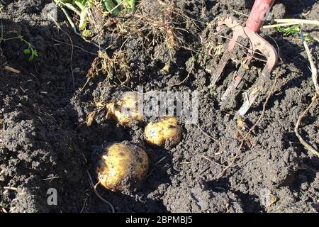 Nahaufnahme von drei Kartoffeln, die ausgegraben werden. Stockfoto