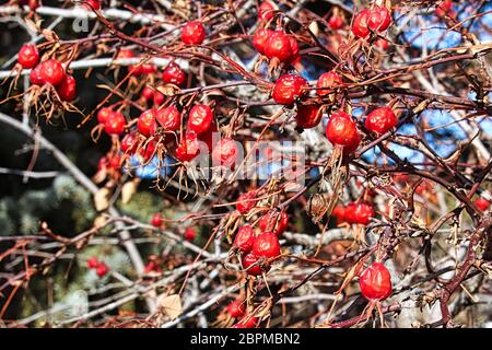 Ein wirres Durcheinander von trocknenden Hagebutten im Winter. Stockfoto