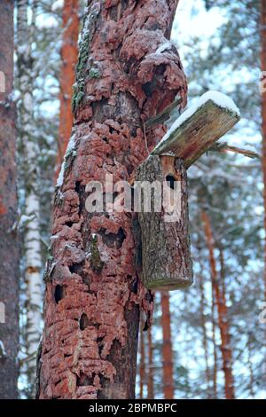 Nistkasten an der Baumoberfläche befestigt. Leere Nistkasten wartet auf seine Bewohner. Haus für Vögel. Vogelhaus auf zerknitterte Kiefer im Winterwald Stockfoto