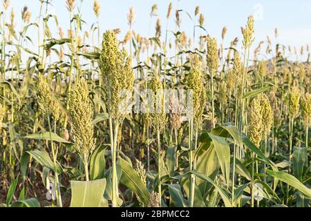 Close up Bereich der Sorghum oder Hirse ein wichtiges Getreide Stockfoto