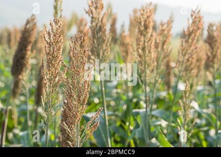 Hirse oder Sorghum eine wichtige Getreideernte in Feld, Sorghum ein weit verbreitetes Getreide heimisch zu warmen Regionen. Es ist eine wichtige Quelle für Getreide und f Stockfoto