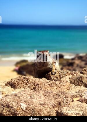 Ein Barbergrundhörnchen/Chippmunk an einer Wand am Strand auf der Mittelmeerinsel Fuerteventura in Spanien Stockfoto